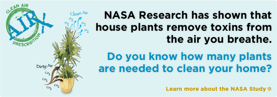 Alpha Botanical - NASA research shows that plants remove toxins from the air you breathe