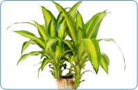 cane mass tree palm plant dracaena care