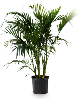 Cat palm plant care
