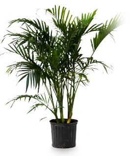 Alpha Botanical - Cat Palm Plant Care Profile