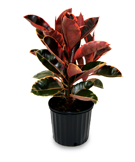 Alpha Botanical - Rubber Tree Plant Care Profile